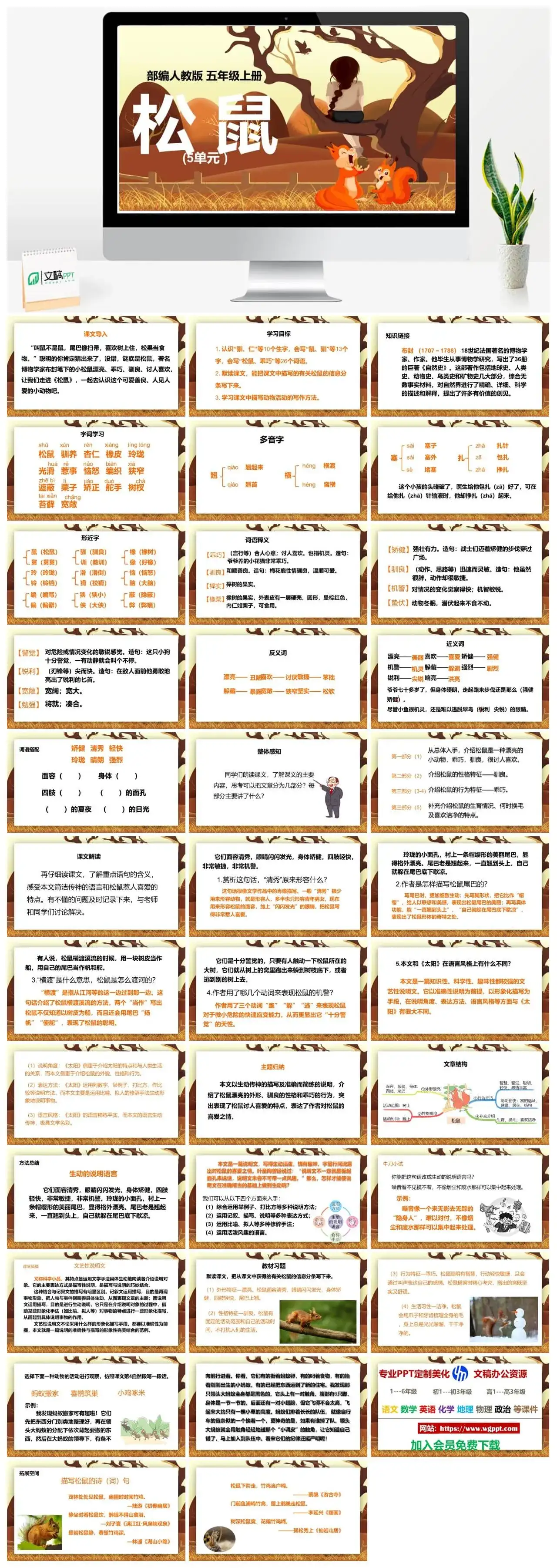 人教部编版语文五年级上册PPT课件松鼠