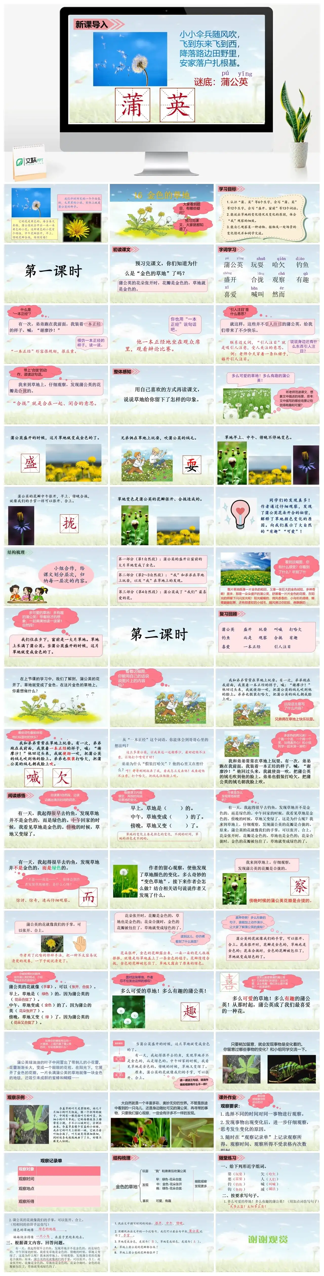 三年级上册课件课件三第五单元16.金色的草地