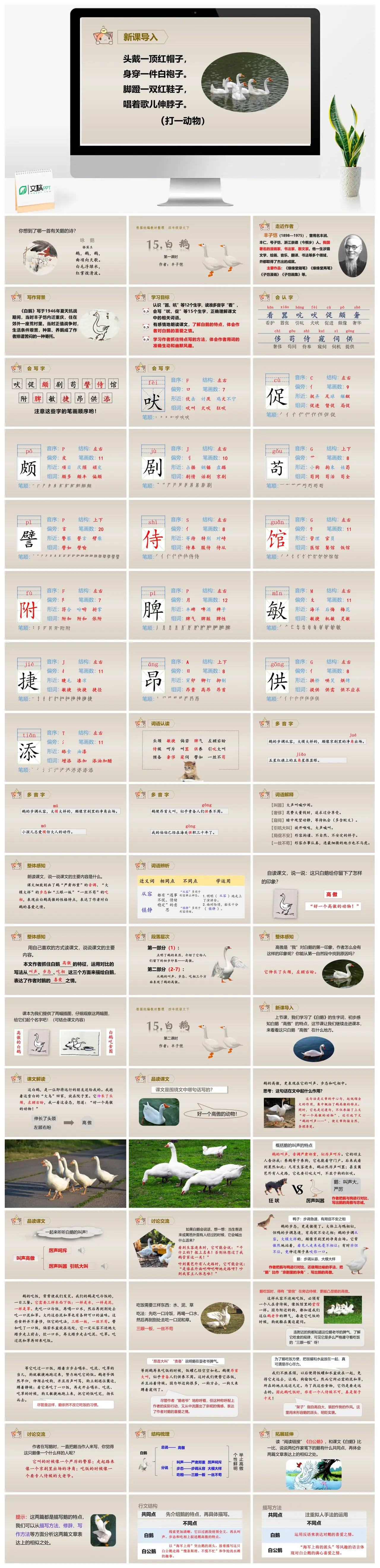 四年级语文白鹅教学课件PPT
