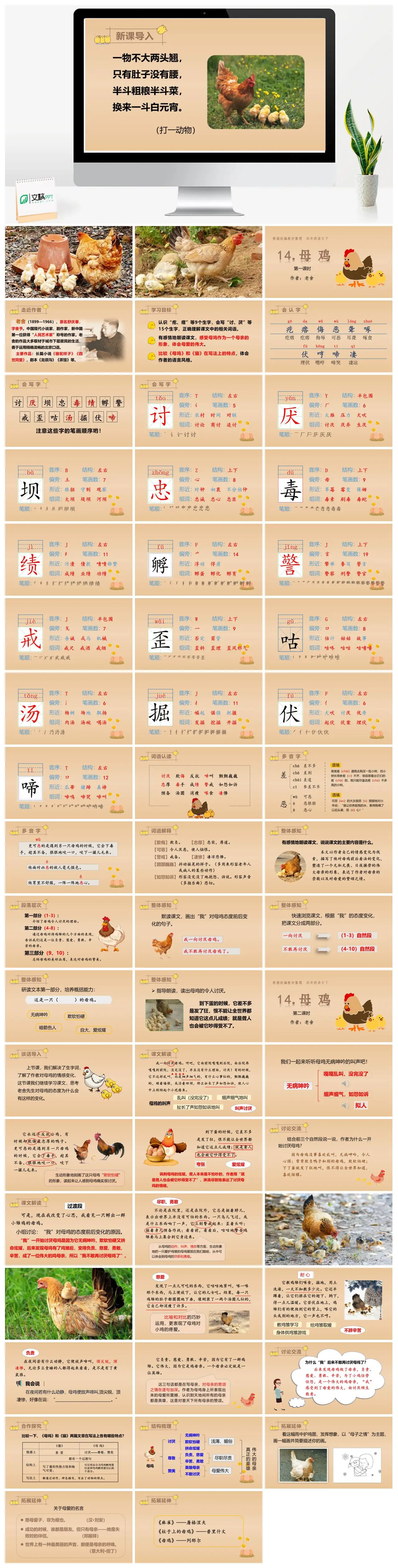 四年级语文母鸡教学课件PPT
