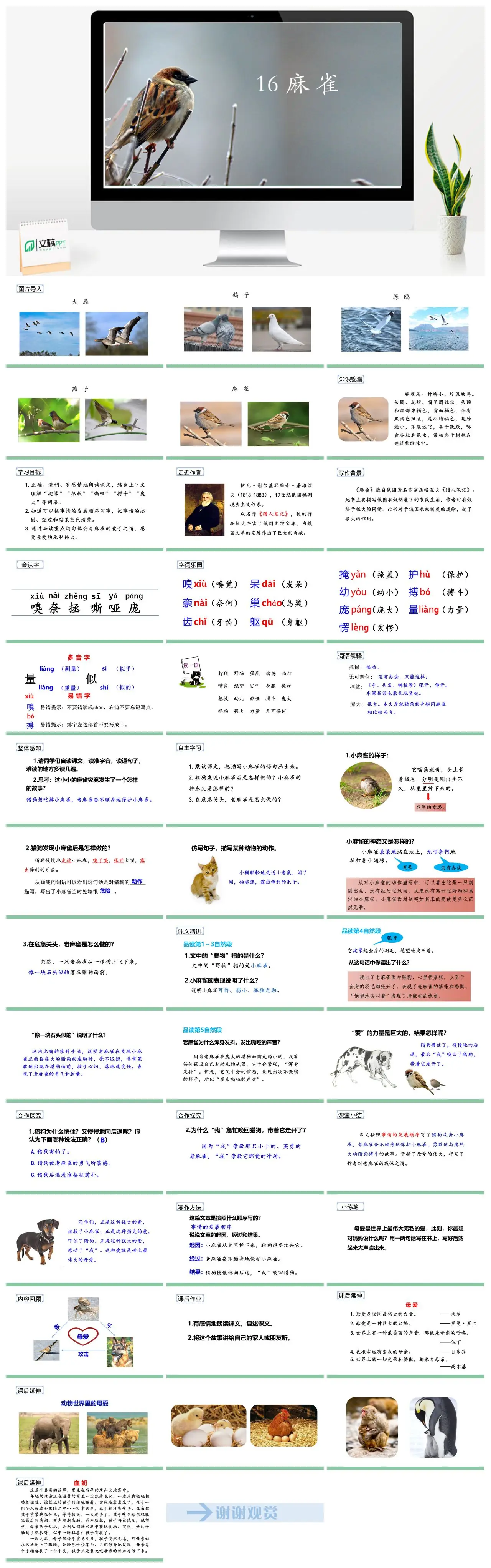 四年级上语文第五单元麻雀教学PPT